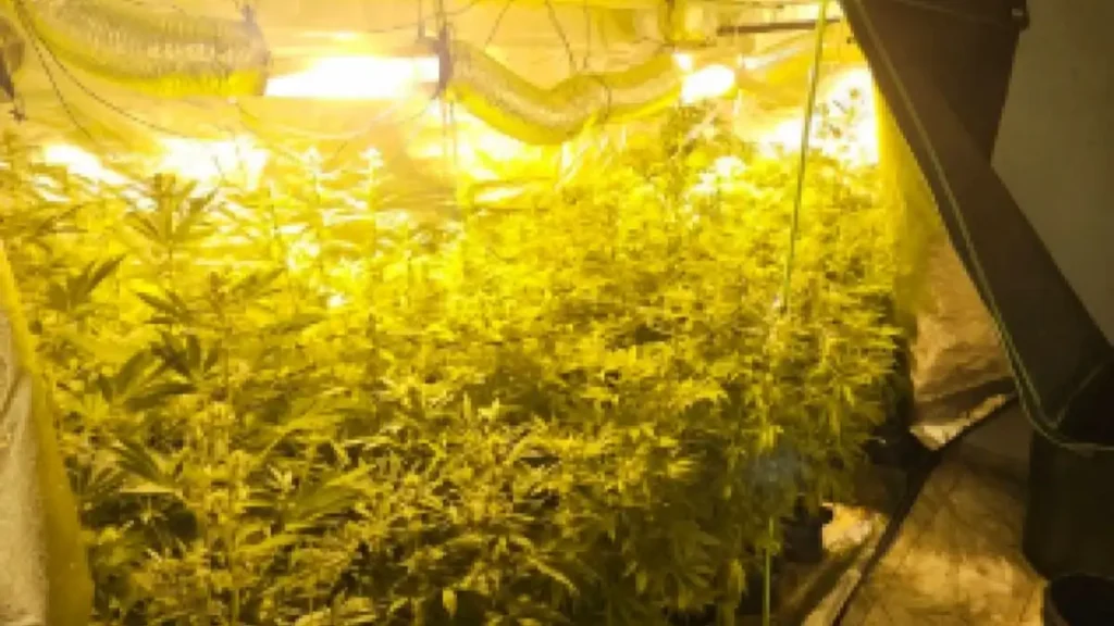 Estufa iluminada com refletores e dutos de ventilação, repleta de pés de maconha cultivados em ambiente fechado, descoberta pela Polícia Militar de Minas Gerais.